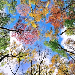 Пазл: Осеннее небо