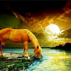 Пазл: На водопое