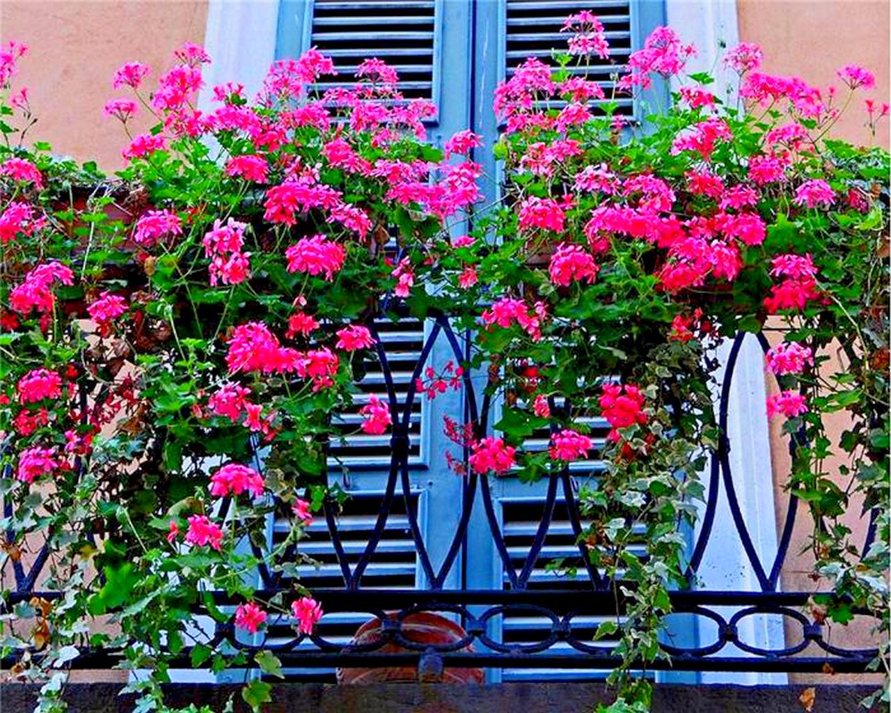 Какие цветы на балконе. Пеларгония ампельная balkon. Ампельная герань на балконе. Пеларгония ампельная на балконе. Пеларгония ампельная на балко.