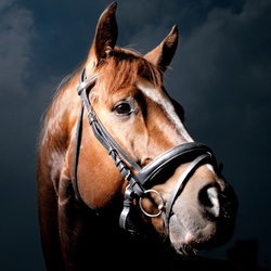 Пазл: Лошадь