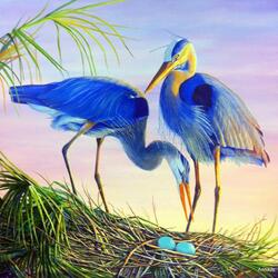 Пазл: Птицы Флориды