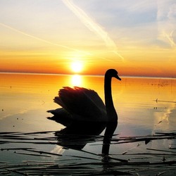 Пазл: Лебедь