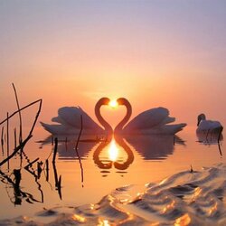 Пазл: Лебеди