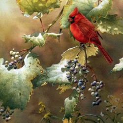 Пазл: Кардинал