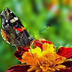 Пазл: Флора и фауна