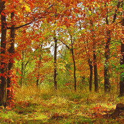 Пазл: Осенний лес