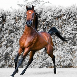 Пазл: Красавец