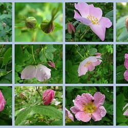 Пазл: Шиповник