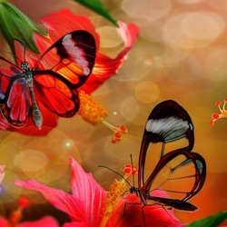 Пазл: Бабочки