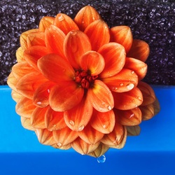 Пазл: Природная симметрия