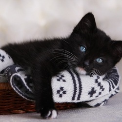 Пазл: Маленькое чудо