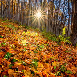 Пазл: Осеннее солнце