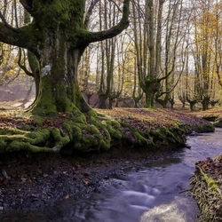 Пазл: Осень