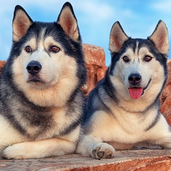 Пазл: Хаски