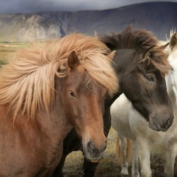 Пазл: Лошадки