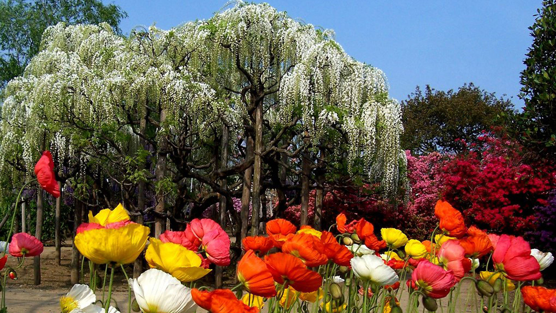 Много цветов в природе. Парк цветов Асикага в Японии. Цветочный парк в Асикаге. Парк Асикага цветение тюльпанов. Цветочный рай Асикага.