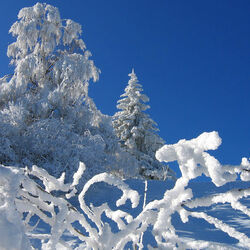 Пазл: Снежные кружева