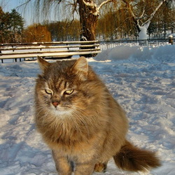 Пазл: Зимний котик