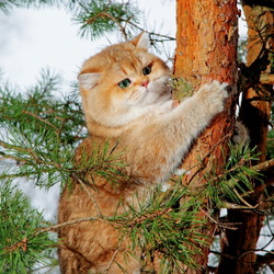 Пазл: Зимний котик