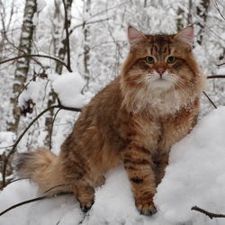 Пазл: Зимний котик