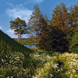 Пазл: Позарастали стежки-дорожки