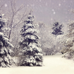 Пазл: Зимний лес