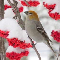 Пазл: Ягодное изобилие