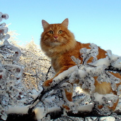 Пазл: Зимний котик