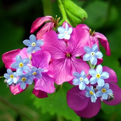 Пазл: Первые цветочки