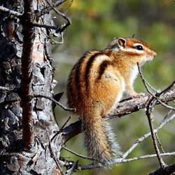 Пазл: Бурундук