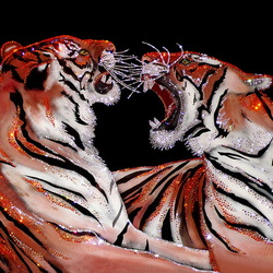 Пазл: Бенгальские тигры