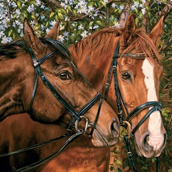 Пазл: Красавцы