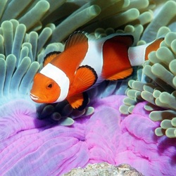 Пазл: Рыба-клоун