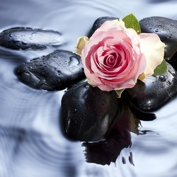 Пазл: Купание розы