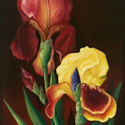 Пазл: Ирисы