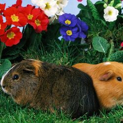 Пазл: Морские свинки