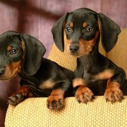 Пазл: Любопытные таксы