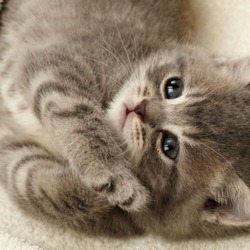 Пазл: Ну дайте же мне рыбки!