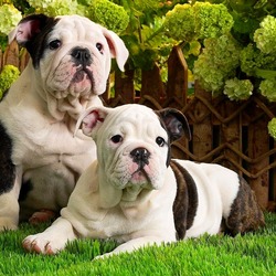 Пазл: Английские бульдоги