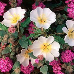 Пазл: Цветы в пустыне