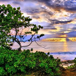 Пазл: Одинокое дерево