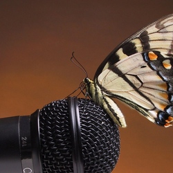 Пазл: Песнь полета