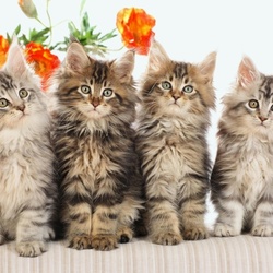 Пазл: Котята