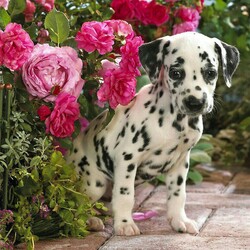 Пазл: Щеночек