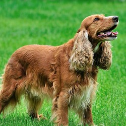 Пазл: Спаниель