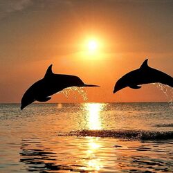 Пазл: Дельфины в лучах заката
