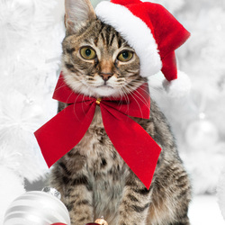 Пазл: А где моя Снегурочка?