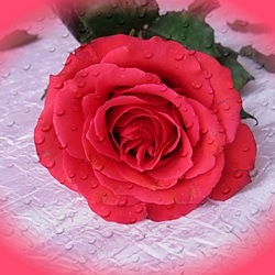 Пазл: Алая роза