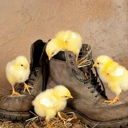 Пазл: Обуваемся ребята!