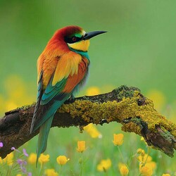 Пазл: Птичка